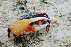 "Small but heavily armed" - The Fiddler Crab by Andre Philip 